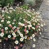 Bloomique - Set di 3 - Erigeron Karvinskianus - Erigeron karvinskianus - Ricca fioritura - Resistente all'inverno - Perenne - Altezza 10-20 cm - Vaso da 9 cm