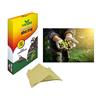 Viridia Trappola Insetti Biologico Volanti Adesiva Mosca dell' ULIVO OLIVO Frutta Piante orto Trappola per vespe, Trappola per Freni, Trappola Mosca dei Frutti, Trappola per Mosche degli ulivi
