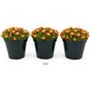 POWERS TO FLOWERS - DELOSPERMA ARANCIONE, MESEMBRIANTEMO RIFIORENTE, 3 PIANTE IN VASO 14 cm DIAMETRO, piante vere