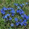 Generic Semi di genziana, Gentiana Scabra, di campo resistente Le da giardino sono semi di genziana alpina 150pcs