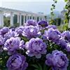 CUIKWA Peonia profumata/Per abbellire il giardino/Facile da coltivare e fiorisce nello stesso anno-2 PCS-H