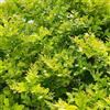 Generic semi di siepe di ligustro da esterno resistenti ligustro, arbusti sempreverdi decorazione autunnale, siepe da giardino, arbusti 600pcs
