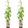 Bloomique - Set di 2 - Actinidia Arguta Issai - Kiwiberry - Piante da frutto - Piante da giardino - Resistenti al freddo invernale - Altezza 50-70 cm - Vaso 15 cm
