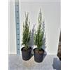 Generico 2 Piante Vere di Cipresso Toscano, Cupressus Sempervirens Stricta - Vaso 17 cm - Giulian Giovani Piante