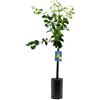 SUN TOUCH Pianta di Cedro Diamante - Citrus Medica - H100cm inclusa Fitocella