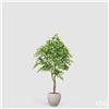 Enzo De Gasperi EDG Enzo De Gasperi Pianta Artificiale Ficus Beniamino Vogue con Vaso H170 cm