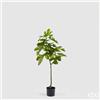 Enzo De Gasperi EDG Enzo De Gasperi Pianta Artificiale Ficus con Vaso H120 cm