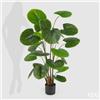 Enzo De Gasperi EDG Enzo De Gasperi Pianta Palma Camerus con vaso H150 cm