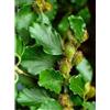 Nessuno Msa Fagus Sylvatica 50 Ml