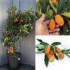SAVINI VIVAI L'ARTE DI FARE NATURA SAVINI VIVAI Pianta di Kumquat Mandarino Cinese Albero di Agrumi Kumquat Gigante in Vaso da 35 cm Altezza 150-180 cm 6-7 Anni di innesto Made Italy