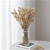 FANNAS 60 Pezzi Erba Della Pampas Fiori Secchi Coda di Coniglio Bouquet,Fiori Secchi Naturali Boho Decor Bouque Pampa di Coniglietto Essiccato per Matrimoni Home per La Casa (Colore Naturale)