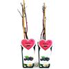 POWERS TO FLOWERS - RUBUS OCCIDENTALIS BLACK JEWEL, PIANTA DI LAMPONE NERO, 2 PIANTE, piante vere