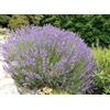 AMDGarden Pianta di Lavanda Lavandula profumo intenso fiore VIOLA in vaso 14 cm AMDGarden