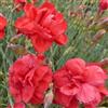 Arborix 6 x Dianthus Plumarius 'David' - Perenni Vaso 9cm x 9cm