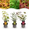 Plantenboetiek.nl Acer palmatum Tricolour - Rosso-verde-arancio - 3 piante - Perde le foglie - Bassa manutenzione - 25-35cm - Ø12cm - Pianta da giardino