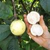 le Georgiche Vivai le Georgiche - Pianta vera di Psidium guajava - polpa bianca Guayaba, Guava, Guaiava - altezza alla vendita 100-120 cm