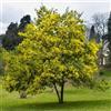Generic Mimosa Acacia Dealbata Pianta da Giardino in Vaso ø16 cm H. 180 cm