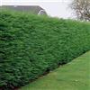 GardenersDream Leylandii verdi - Alberi da privacy a crescita rapida, schermatura sempreverde, bassa manutenzione e resistenza alla siccità.