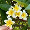 Generic plumeria frangipani, resistenti in vaso rampicanti rampicanti esterno rialzata giardino balcone decorazioni giardino per esterni recisi 400semi