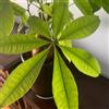 Generic Semi di Pachira aquatica - varietà antiche biologiche giardino Copertura del terreno per esterni resistenti, adatte al pieno sole, raro balcone 5pcs