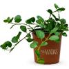Vandas Pianta di Cappero in Vaso Pianta Aromatica Mediterranea per Balcone Giardino e Cucina Made in Italy
