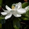 AMDGarden Pianta di Magnolia Grandiflora Foglie Grandi Sempreverde in Vaso 18 cm