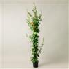 Plantì BIGNONIA CAPENSIS. Pianta rampicante da esterno, vaso da 19cm. Piante vere da esterno per giardino e pergolato. 6 mesi di concimazione con sistema Plantì.