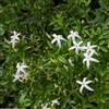 le Georgiche Vivai le Georgiche - Pianta vera di Jasminum azoricum Jasminum trifoliatum Moench Gelsomino bianco delle Azzorre - vaso Ø 17 cm - altezza alla vendita 60-80 cm