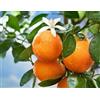 Generico Piante di Mandarino, Citrus reticulata, varietà in genere, H150cm (Mandarino Clementina)