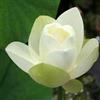 le Georgiche Vivai le Georgiche - Pianta vera di Nelumbo lutea Flavescens Fior di Loto americano - vaso Ø 25 cm
