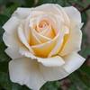 AMDGarden Pianta di Rosa CHRISTOPHE DECHAVANNE ® Meilland Profumata a Cespuglio Rosa Giallo Rifiorente per Esterni Vaso 19 cm