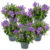 Bloomique - Set di 6 - Campanula Ambella Intense Purple - Fiore Campanula - Coprisuolo - Pianta da Giardino - Resistente al Freddo - Sicura per gli Animali - Altezza 10-20 cm - Vaso 10,5 cm