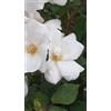 Generico Pianta di Rosa White Knock Out Meilland in Vaso da 19cm