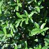 le Georgiche Vivai le Georgiche - Pianta vera di Ilex maximowicziana Kanehirae Agrifoglio di Maximowicz - vaso Ø 24 cm