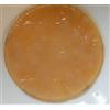 The Kefir Collection Kombucha Scoby, Diverse Misure - Kombucha Starter - 1 Unità (Confezione da 1) - 6377880031