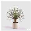Enzo De Gasperi EDG Enzo De Gasperi pianta Yucca Con Vaso in Ceramica H81