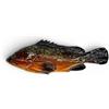 CERAMICHE CALTAGIRONE Pesce Ceramica Cernia cm 24