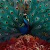 Opeth Sorceress (Regular Edition) (CD)