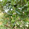Generic semi di finger lime - finger lime - giardino roccioso resistenti di tiglio, esotiche resistenti, letto 180pcs
