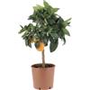 KENTIS - Citrus Sinensis Rosso "Moro" - Arancia Rossa - Alberi da Frutto - Pianta di Arancio Vera da Esterno - H 70-80 cm Vaso Ø 20 cm