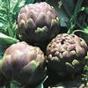 acquaverde Semi Sementi Carciofo Romanesco Cynara Scolimus Artichoke Ortaggi