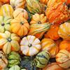 Generic Semi di zucca, Semi di zucca ornamentali, zucca, giardino dei regali resistenti semi di da balcone esotiche 30pcs
