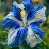 Generico Hibiscus syriacus - 15 semi di tre varietà di pianta di ibisco