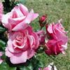 le Georgiche Vivai le Georgiche - Pianta vera di Rosa Wildberry sin. La Gaite TAN13522 - vaso 6,5 Litri - Quadrato