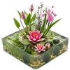 vdvelde.com vdvelde - Set Completo Piante Laghetto Rosa 25-90L - Ninfea Nana, 11 Piante, Ossigenanti, Substrato & Batteri - Mini Laghetto senza Filtro per Acqua Limpida - Rustico