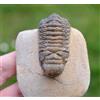 Trilobite - Crotalocephalina (Crotalocephalus) Gibbus - Devoniano - Marocco