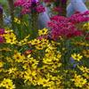 Bloomique - Set di 3 - Achillea Millefolium 'Cerise Queen' - Achillea - Ricca fioritura - Resistente al freddo invernale - Perenne - Coprisuolo - Altezza 10-20 cm - Vaso 9 cm
