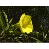 Generic Oleandro, GIALLO immergrüner Baum Strauch, tropischer DUFT Blume, 5 Samen