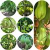 Generic semi di chayote antiche varietà di resistente serre balcone giardino sul balcone rare orticole biologici, varietà antiche in vaso 15pcs