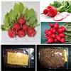 Generic Ravanello rosso Saxa ~ Semi di alta qualità a crescita extra rapida, devi provarlo